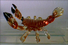 Cancro Arancio L 444