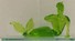 Vergine Verde Erba L 446